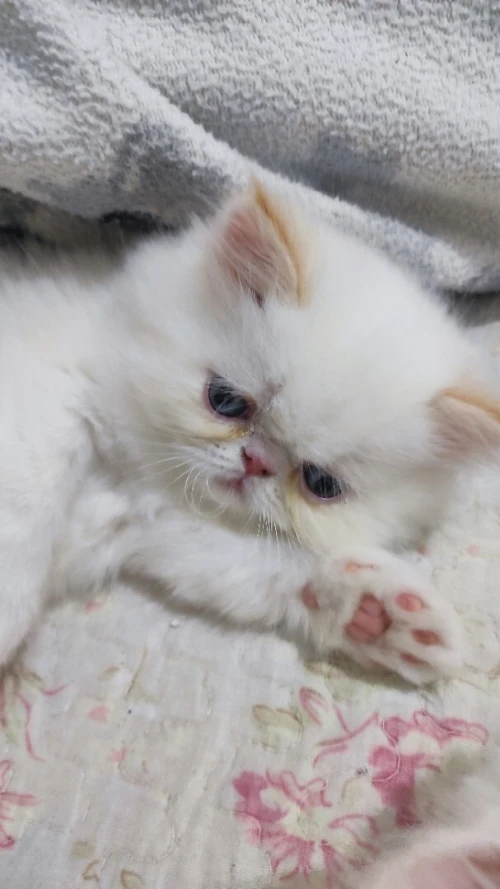 chat chaton persan himalayen peaky face Red point pur race