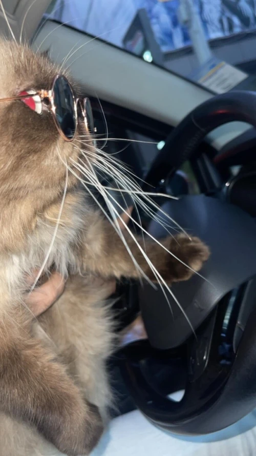 Chat persan peky face himalayenne pour accouplement