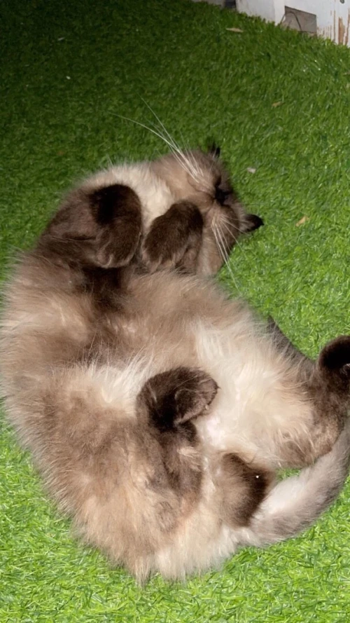 Chat persan peky face himalayenne pour accouplement