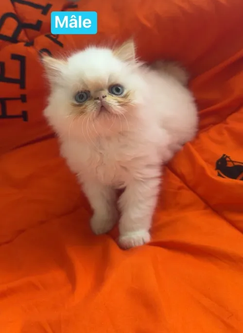 Chat persan peky face