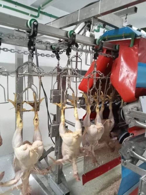 Abattoir chaine abattage poule