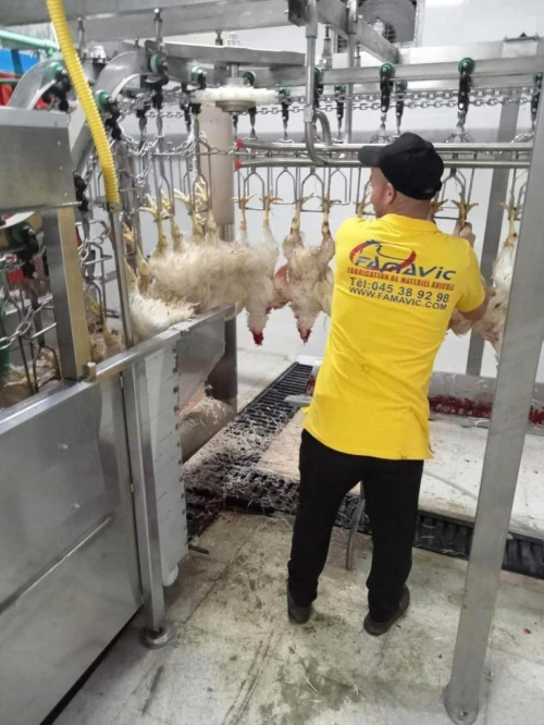 Abattoir chaine abattage poule