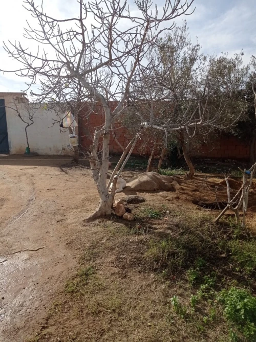 Vente Terrain Oran Boufatis