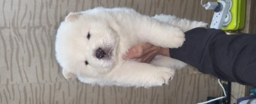 Chow chow 