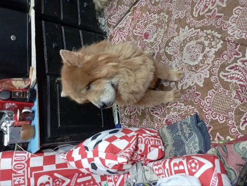 Chow chow