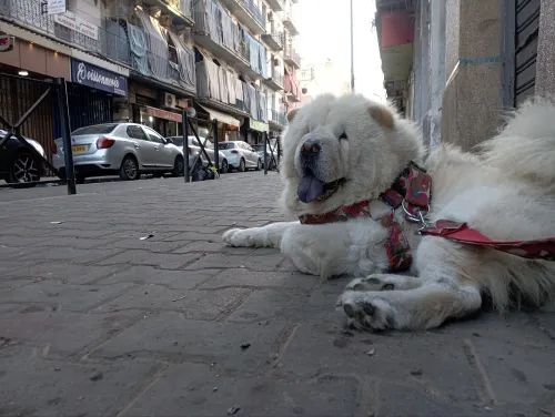 Chow chow