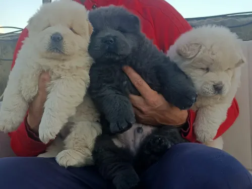 Chow chow