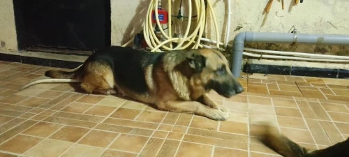 Berger allemand
