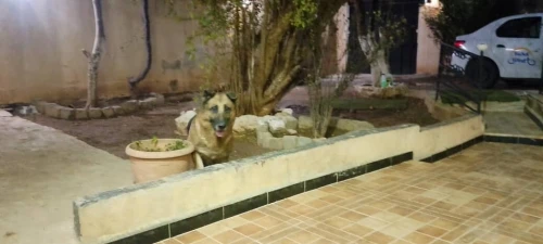 Berger allemand