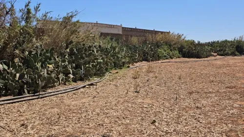 Vente Terrain Agricole Mostaganem Sidi lakhdaara