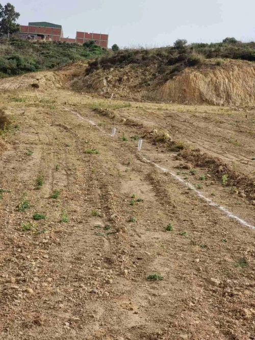 Vente Terrain Boumerdes Zemmouri