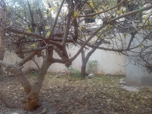 Vente Villa Alger Ain benian