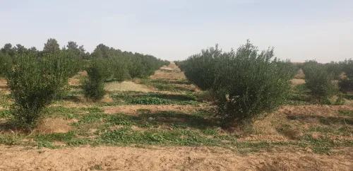 Vente Terrain Djelfa Ain oussara