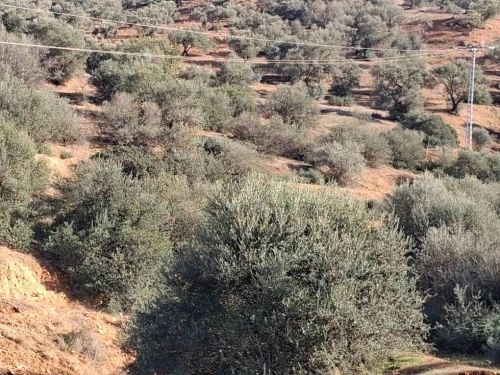 Vente Terrain Béjaïa Akbou