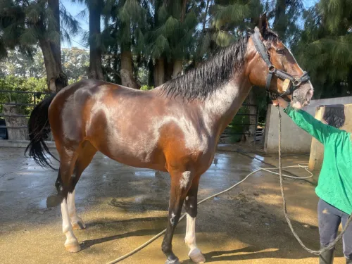 Cheval (Jument) à vendre