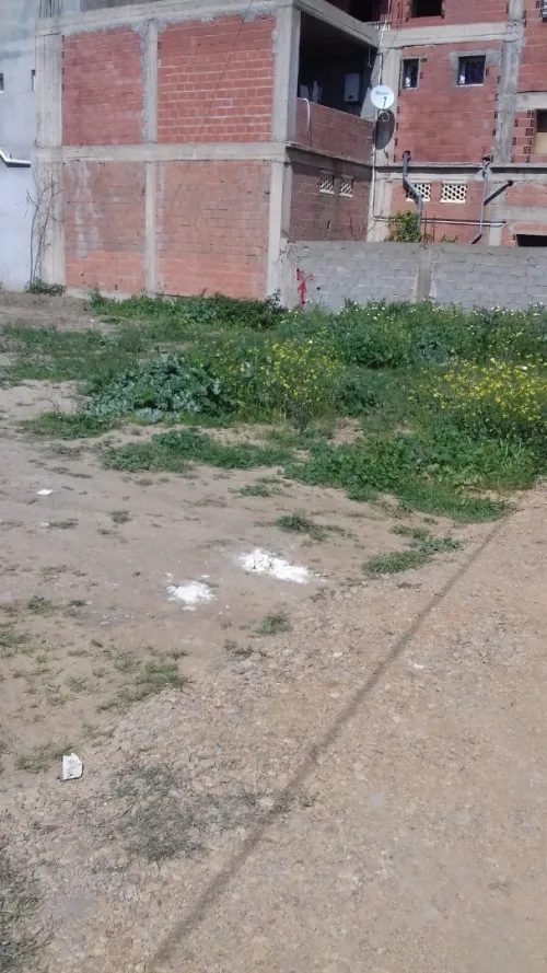 Vente Terrain Alger Ouled chebel