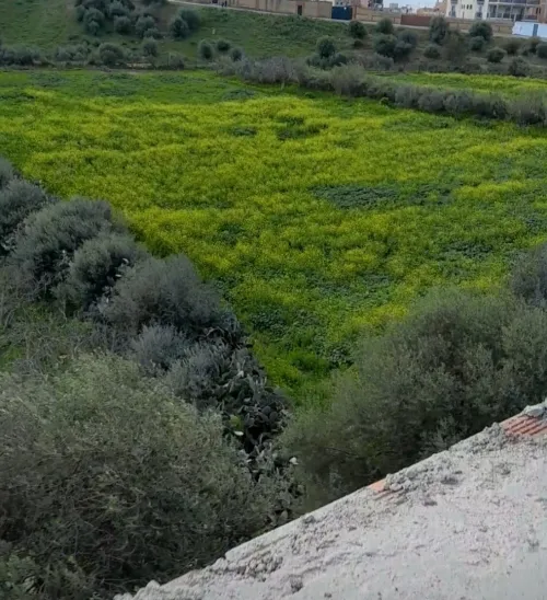 Vente Carcasse Alger Bordj el kiffan