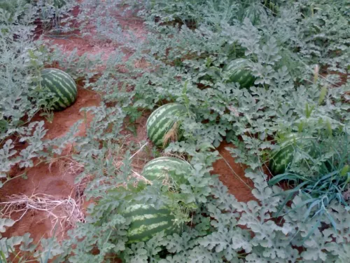 Vente Terrain Agricole Biskra Biskra