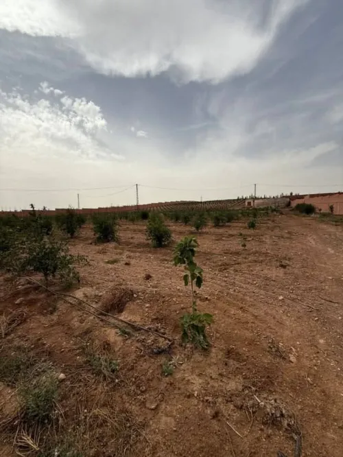 Vente Terrain Agricole Sidi Bel Abbès Lamtar