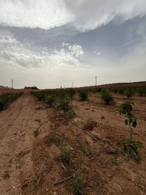 Vente Terrain Agricole Sidi Bel Abbès Lamtar