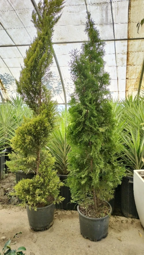 Gazon et plantes 