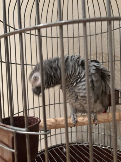 Perroquet Gabonais 