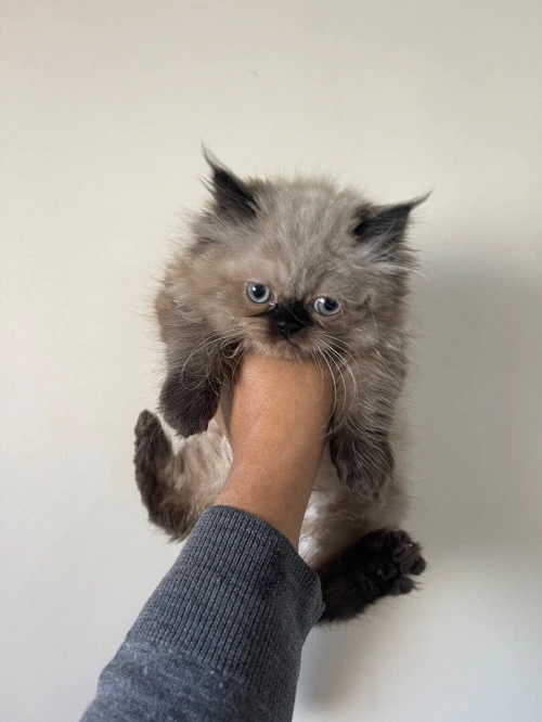 Chaton persan pure race