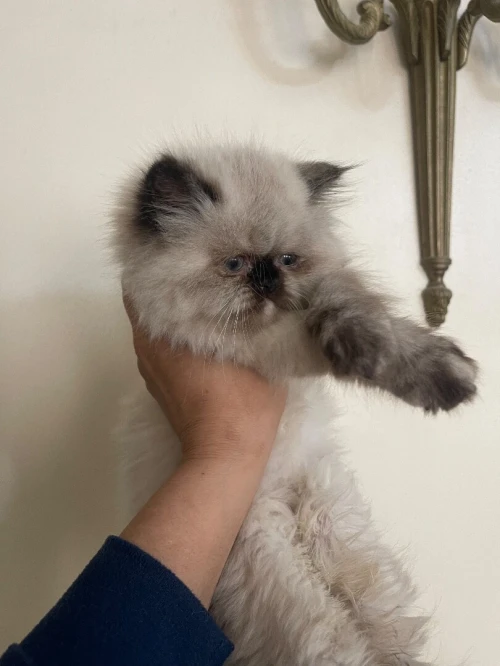 Chaton persan himalayan.