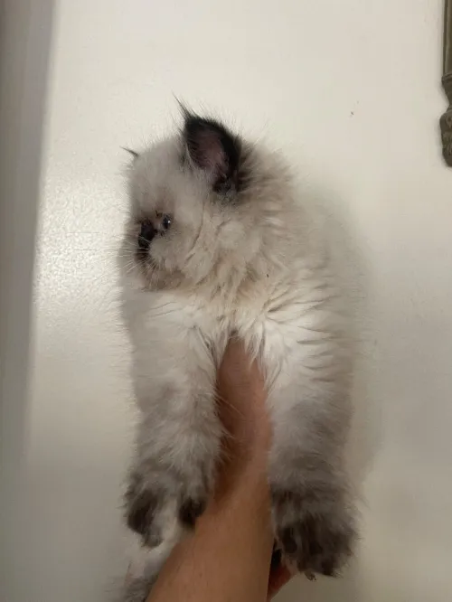 Chaton persan himalayan.