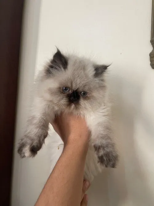 Chaton persan himalayan.