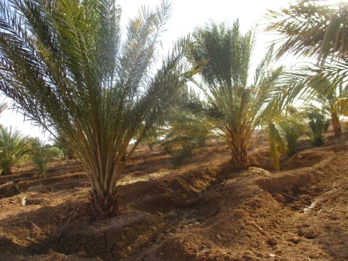 Vente Terrain Agricole Biskra El haouch