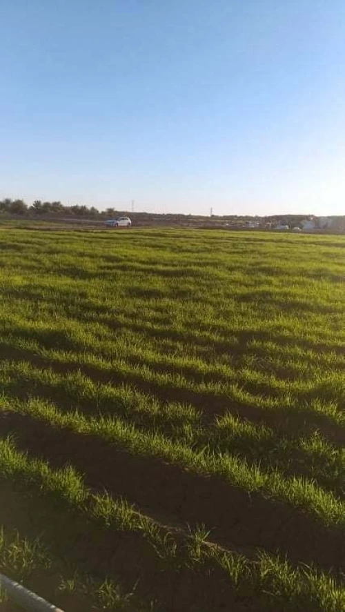 Vente Terrain Agricole Biskra El haouch
