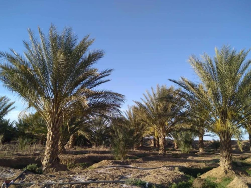 Vente Terrain Agricole Biskra El haouch