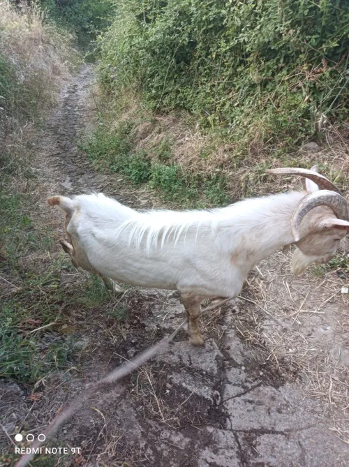 Bouc 