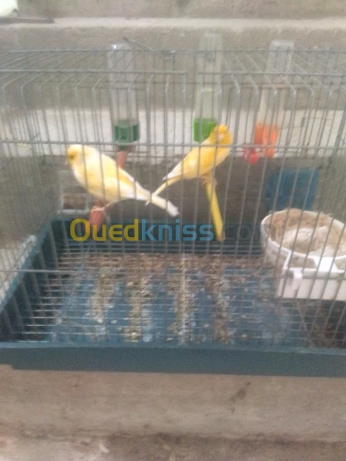 Canary ordinaire