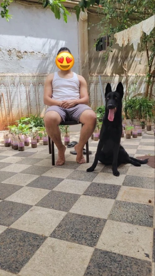 Malinois pour accouplement