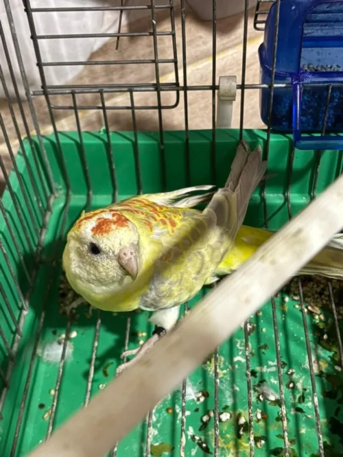 oiseaux corian
