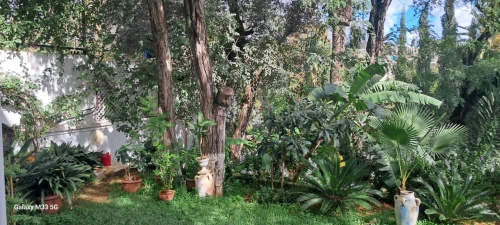 Location Villa Alger Ben aknoun