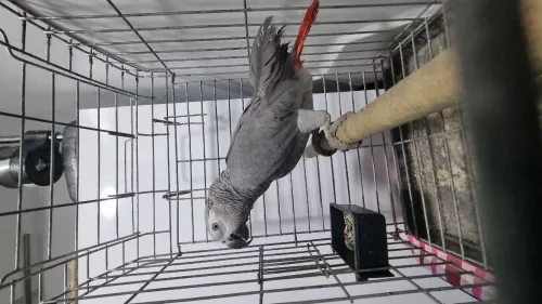 Perroquet gris du gabon ببغاء الكاسكو