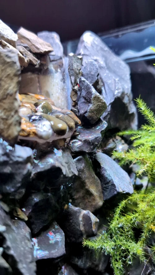Natural Terrarium (Paludarium) +Elevated Waterfall System