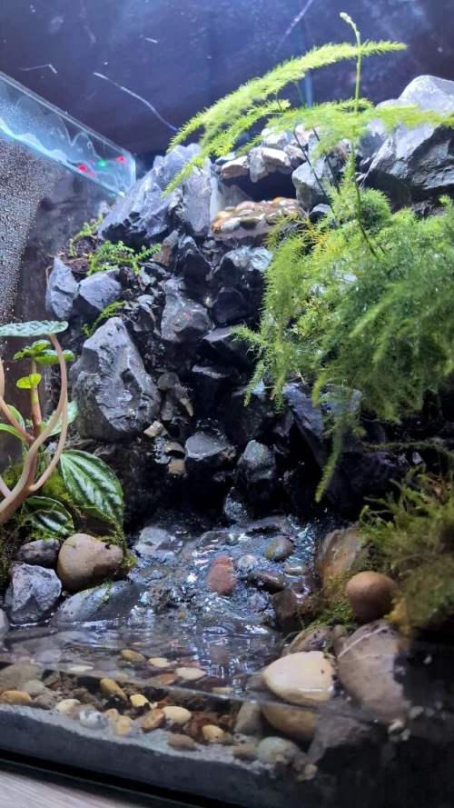Natural Terrarium (Paludarium) +Elevated Waterfall System
