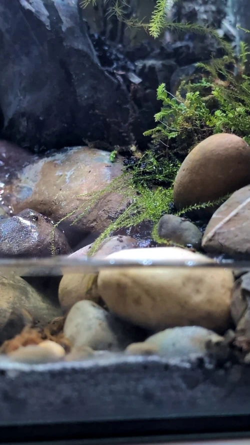 Natural Terrarium (Paludarium) +Elevated Waterfall System
