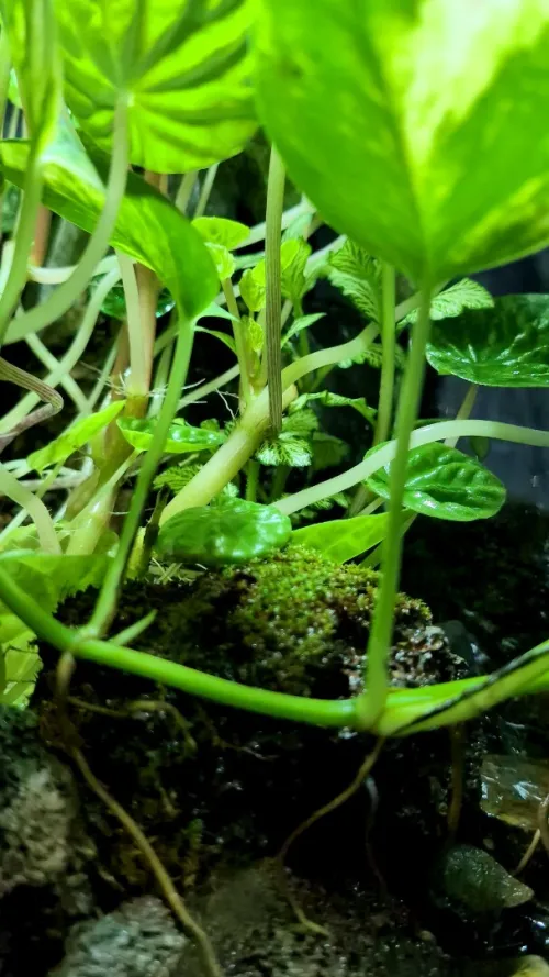 Natural Terrarium (Paludarium) + Waterfall system