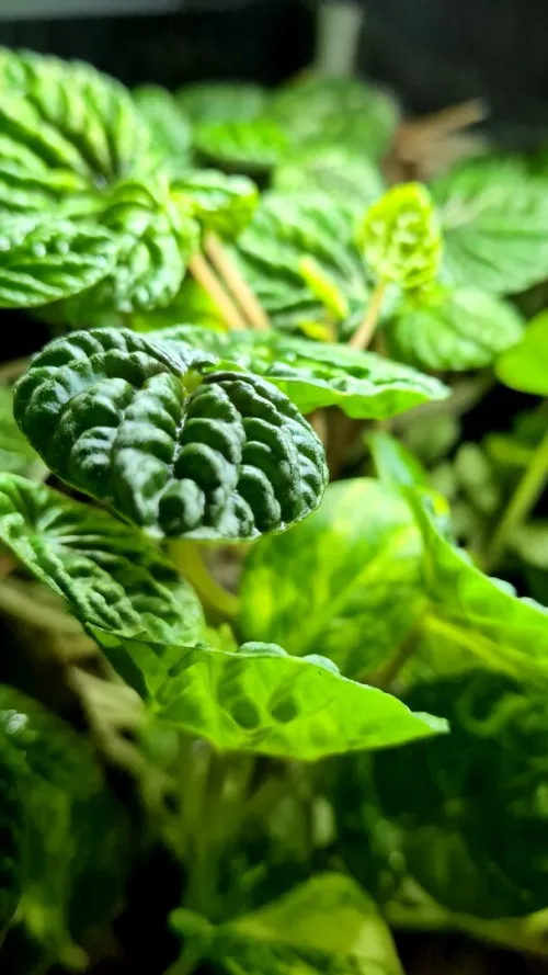 Natural Terrarium (Paludarium) + Waterfall system