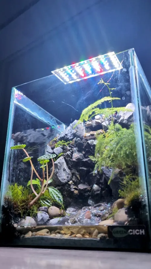 Natural Terrarium (Paludarium) +Elevated Waterfall System