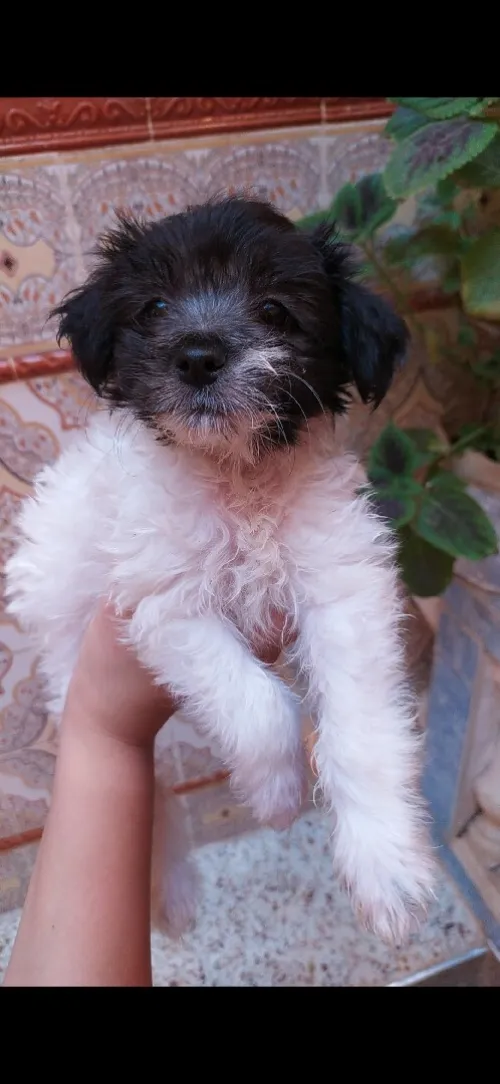 Caniche bichon maltais 