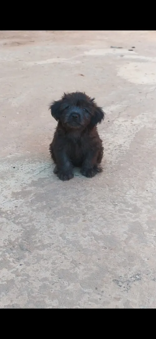 Caniche bichon maltais à vendre à oran 