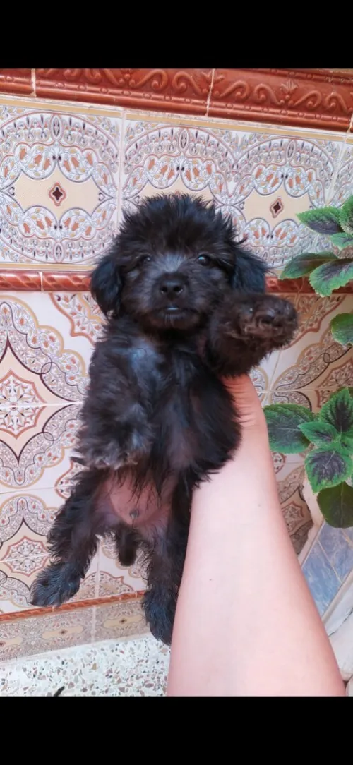 Caniche bichon maltais à vendre à oran 