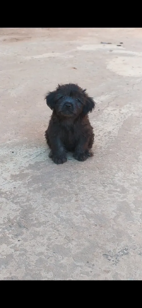 Caniche bichon maltais 