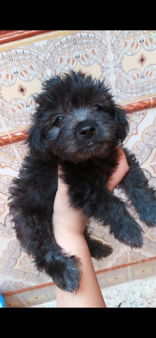 Caniche bichon maltais 